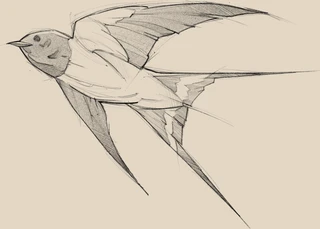 Swallow - Specialty Coffee logo